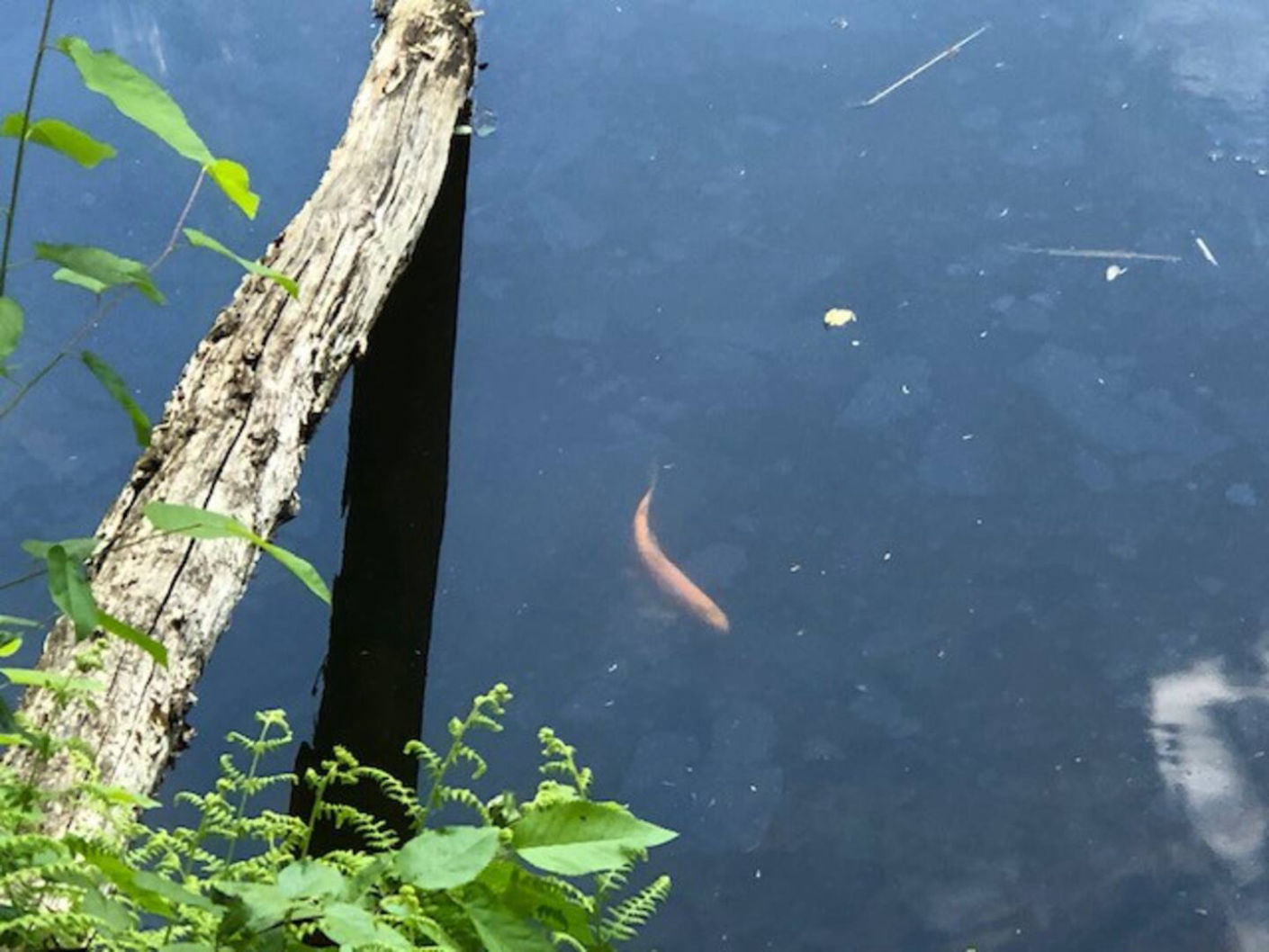 Fish in Pond