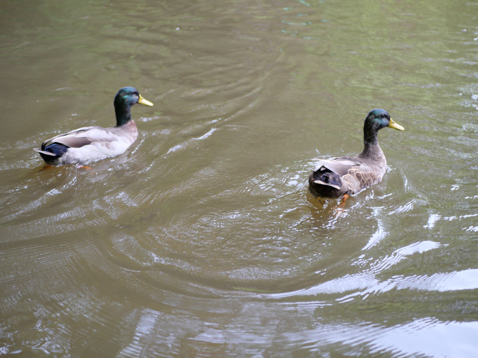 Ducks