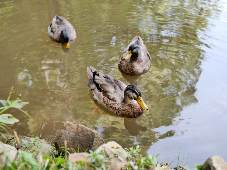 Pondducks